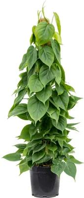 Philodendron scandens on moss pole 100 cm stlp 21x100 cm