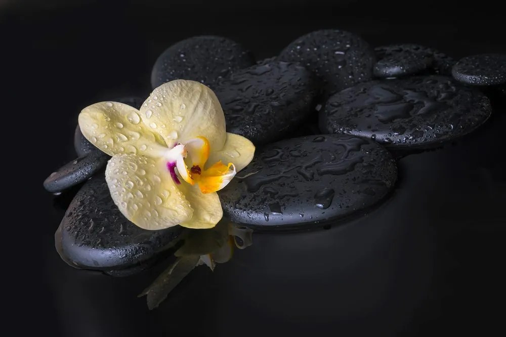 Fototapeta Zen kamene so žltou orchideou