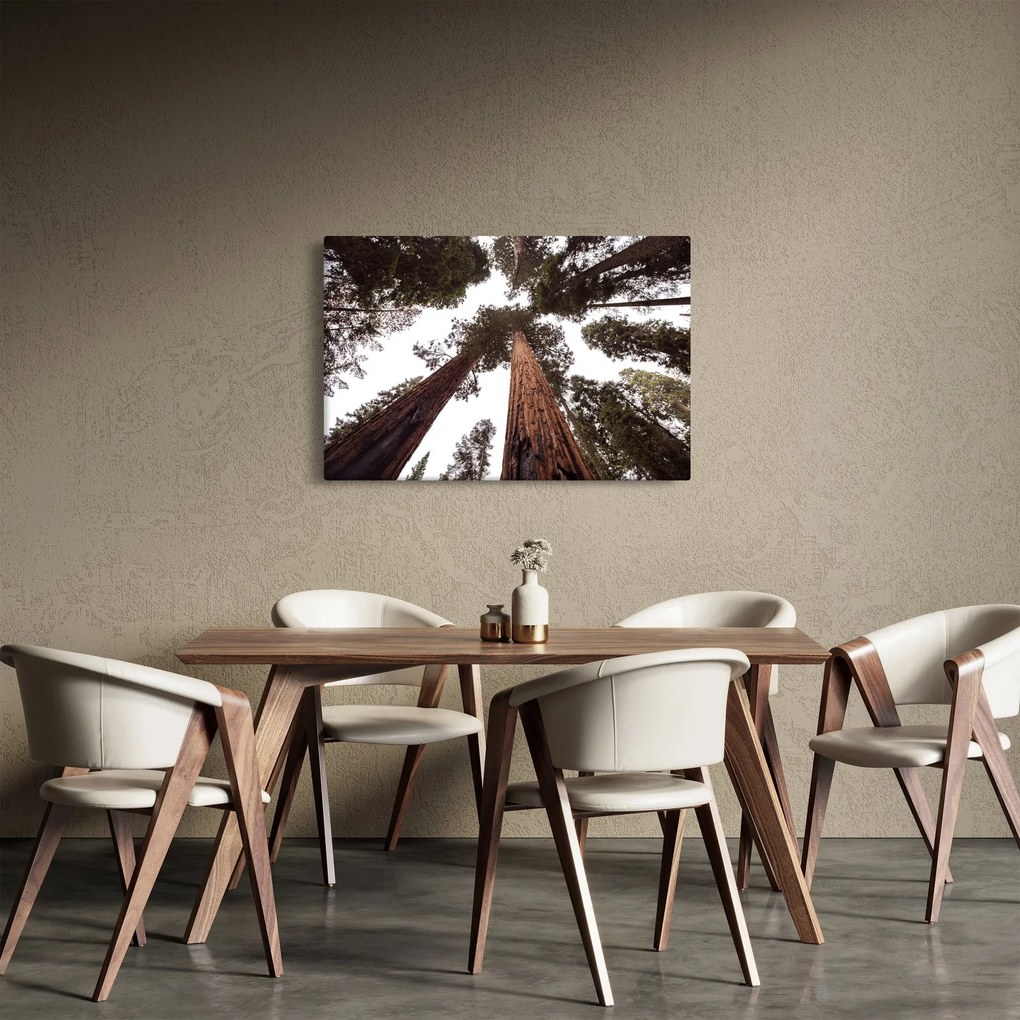 Obraz - Pohľad skrz koruny stromov (90x60 cm)