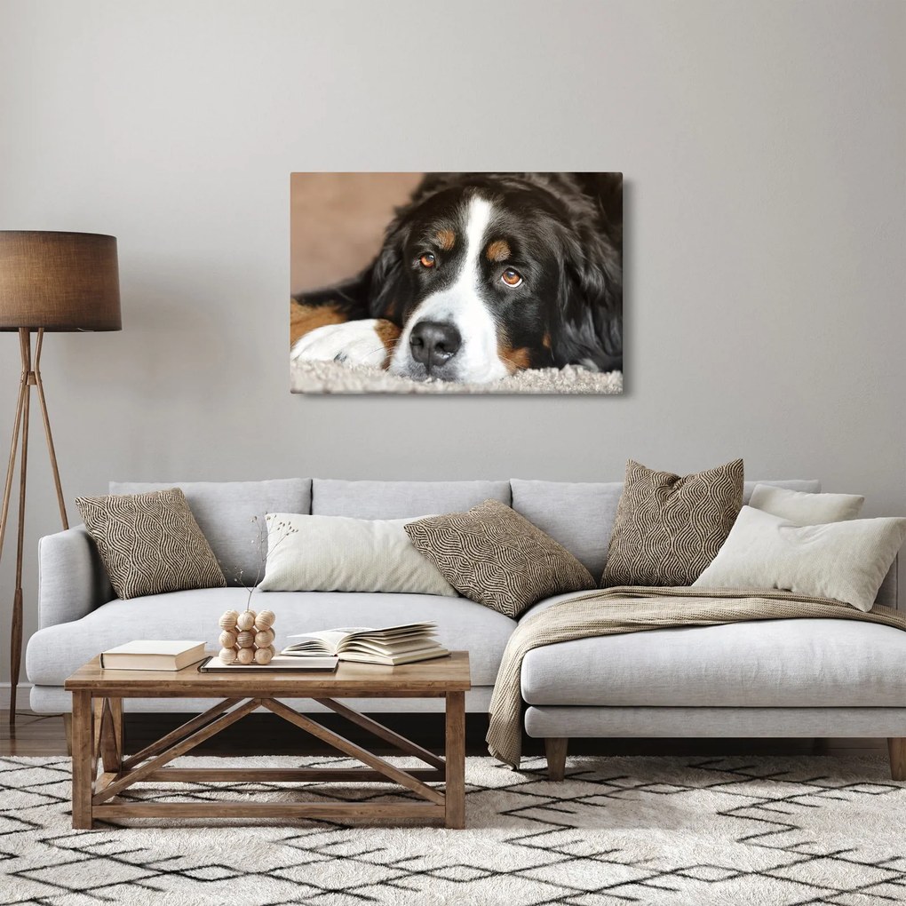 Obraz psa (90x60 cm)