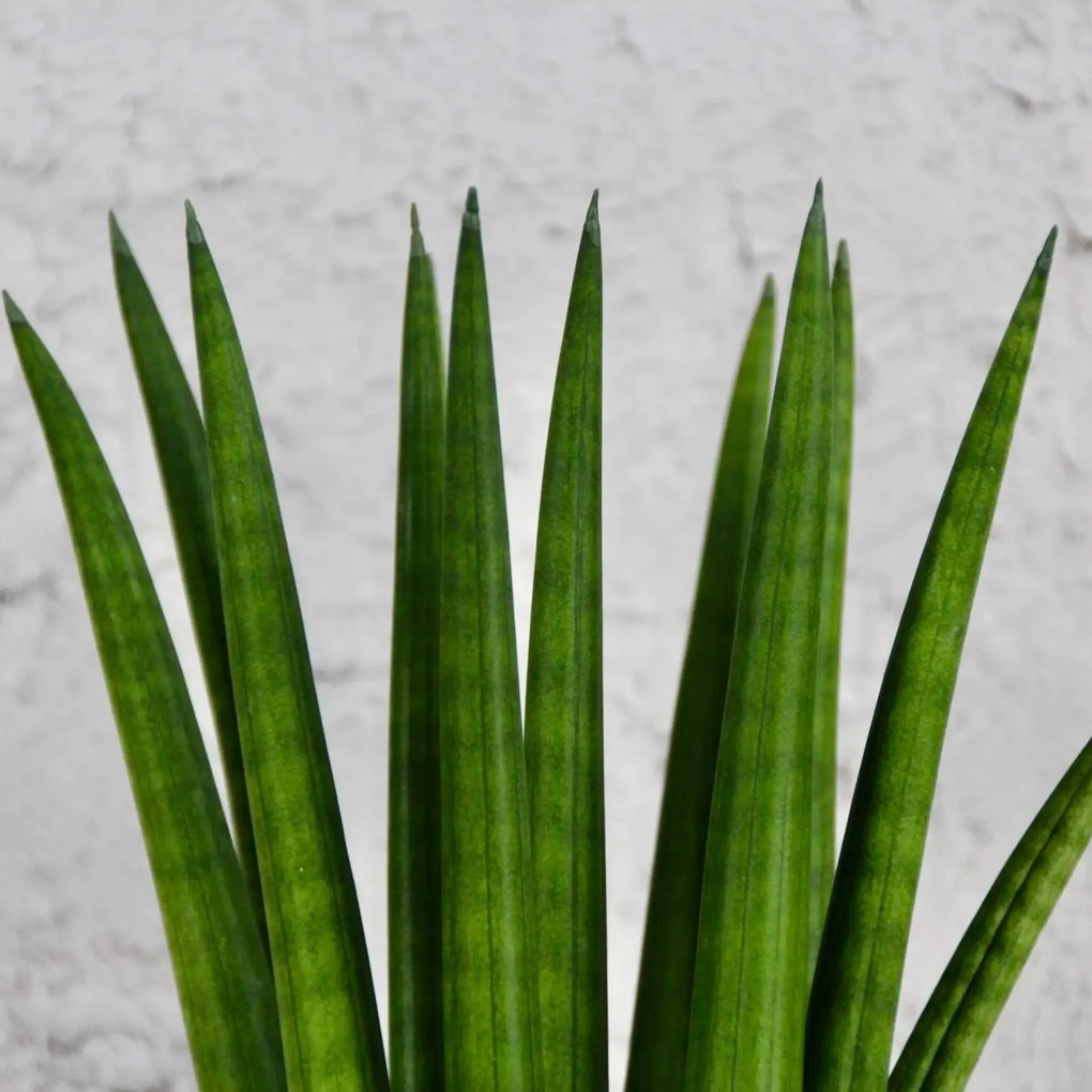 Sansevieria svokrine jazyky Cylindrica