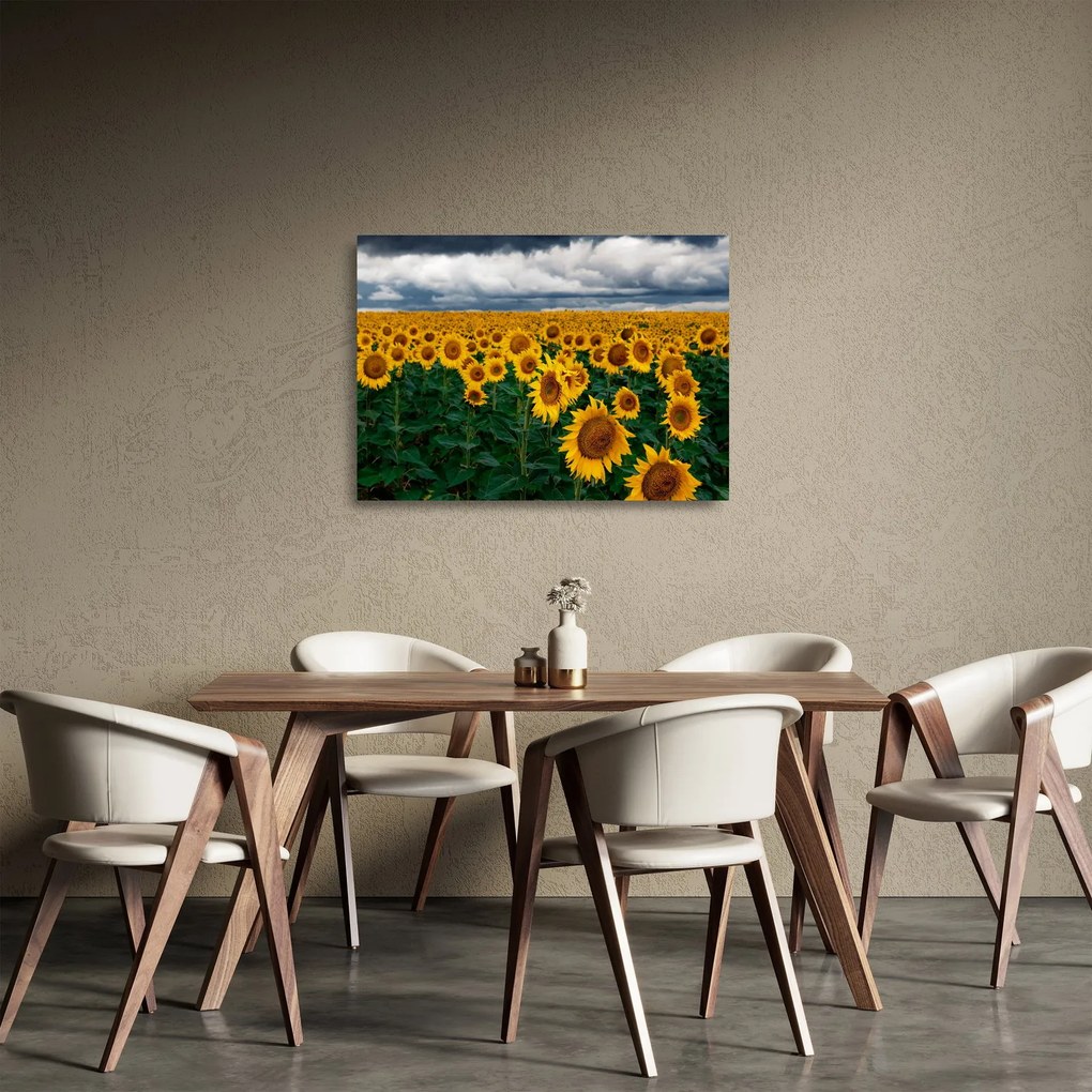 Sklenený obraz slnečnicového poľa (70x50 cm)