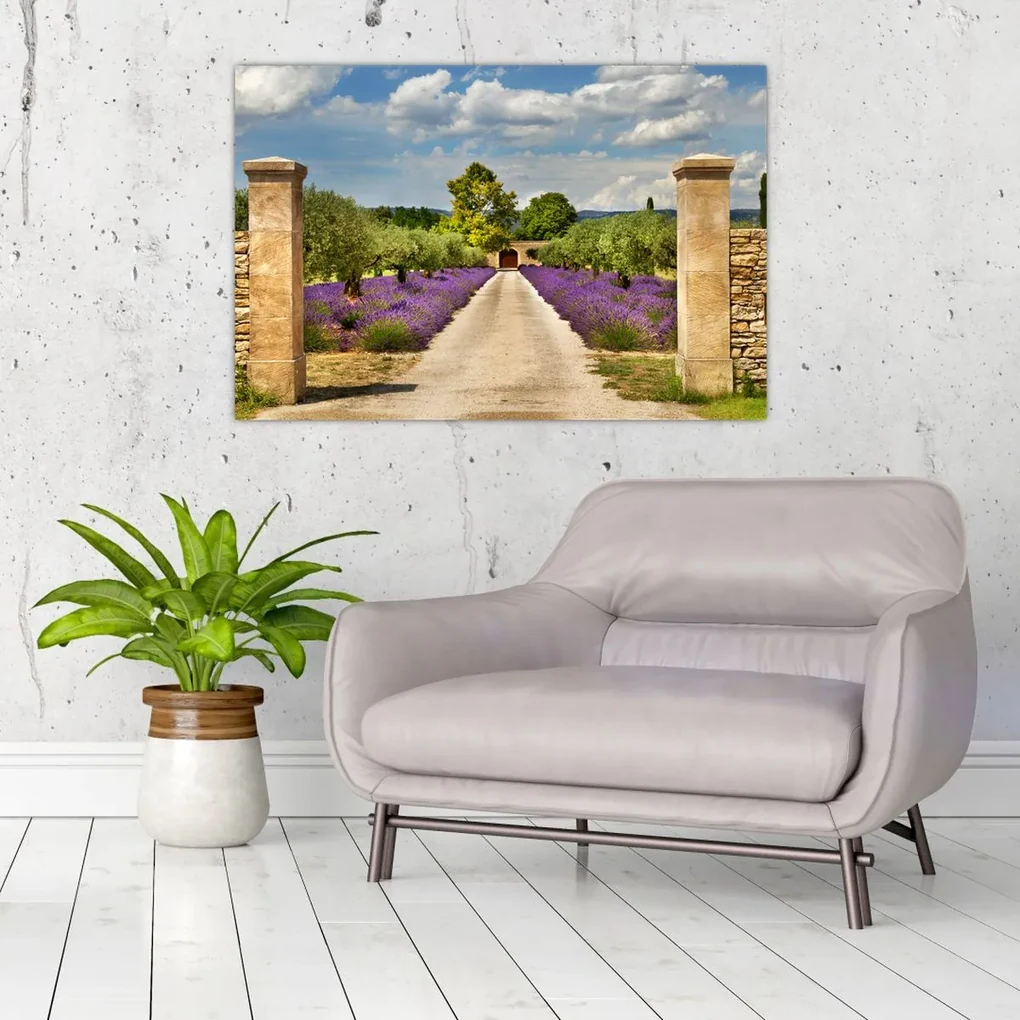 Obraz - Levanduľové cesty (90x60 cm)