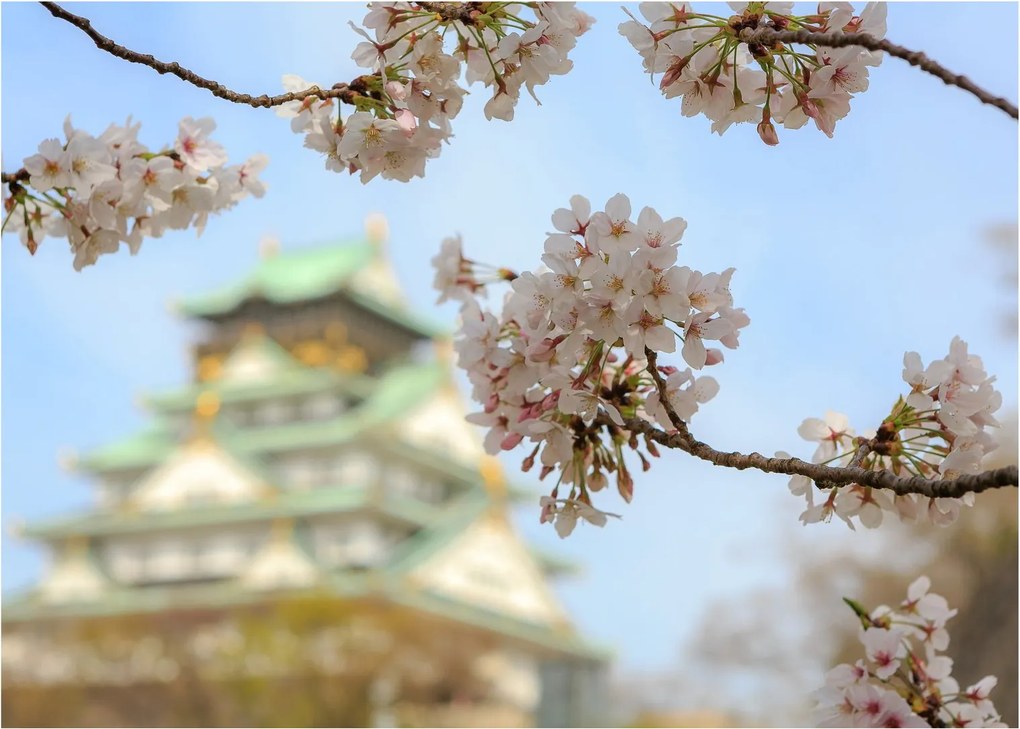 Sklenený obraz - Sakura (70x50 cm)