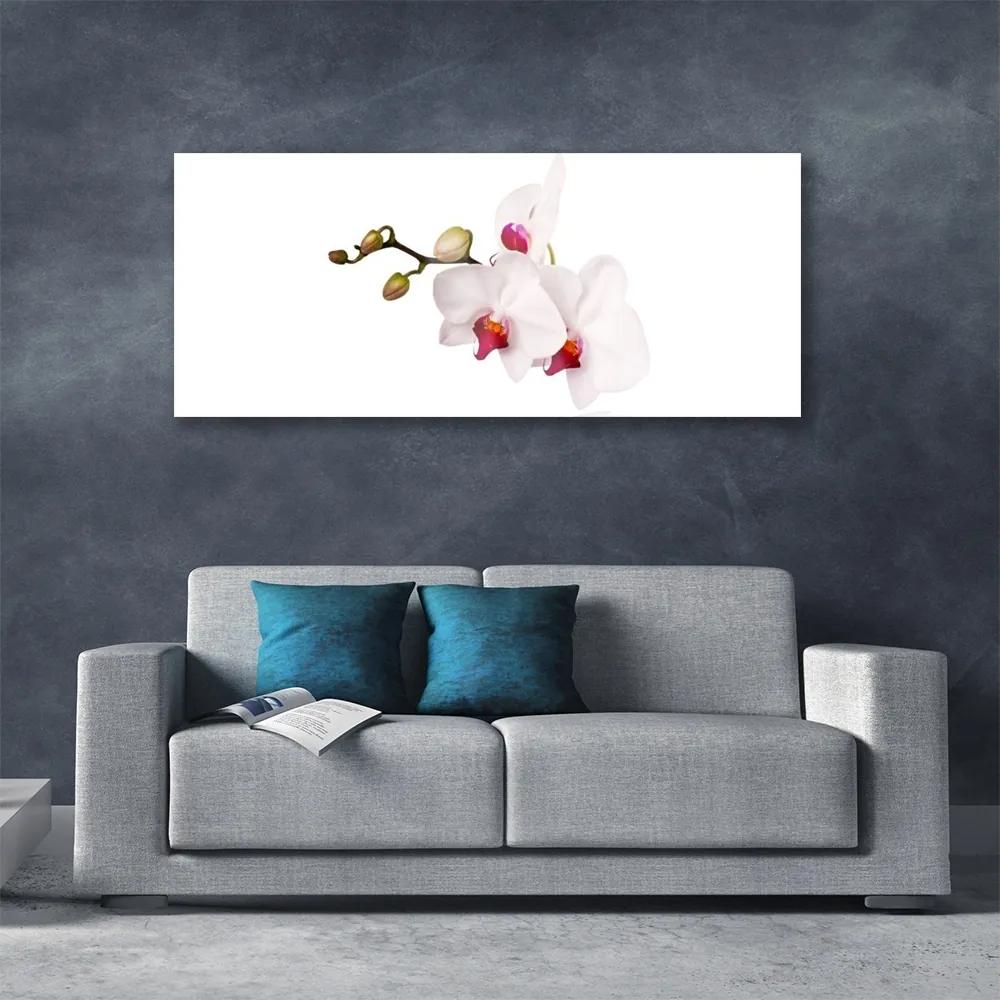 Obraz plexi Kvety príroda orchidea 125x50 cm