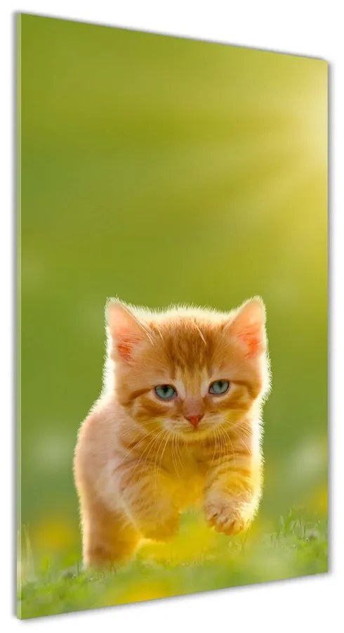 Foto obraz akrylový na stenu Červená mačka pl-oa-70x140-f-84856459