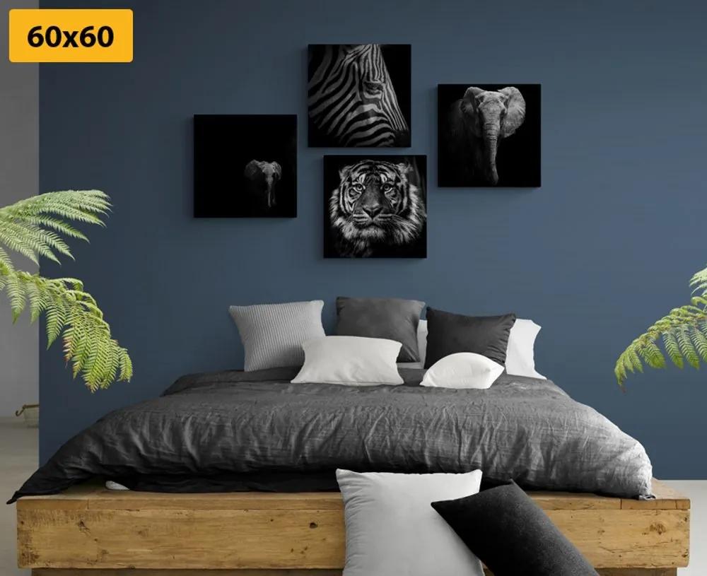 Set obrazov zvieratá v čiernobielom štýle - 4x 60x60