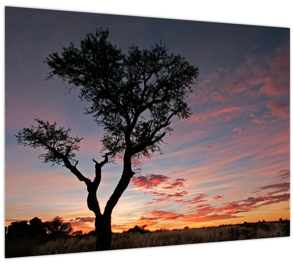 Obraz - Strom a červánky (70x50 cm)