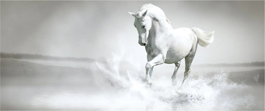 Obraz - Biely kôň (120x50 cm)