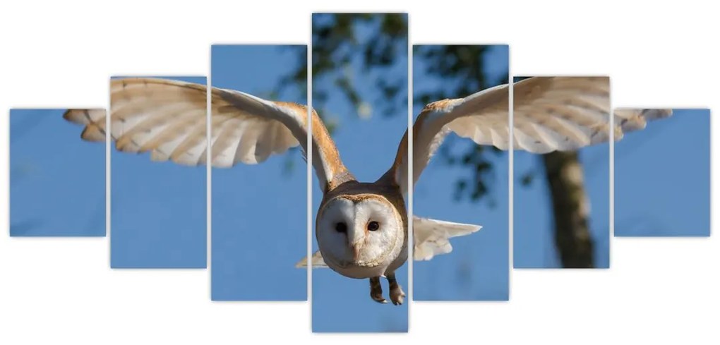 Obraz letiaci sovy