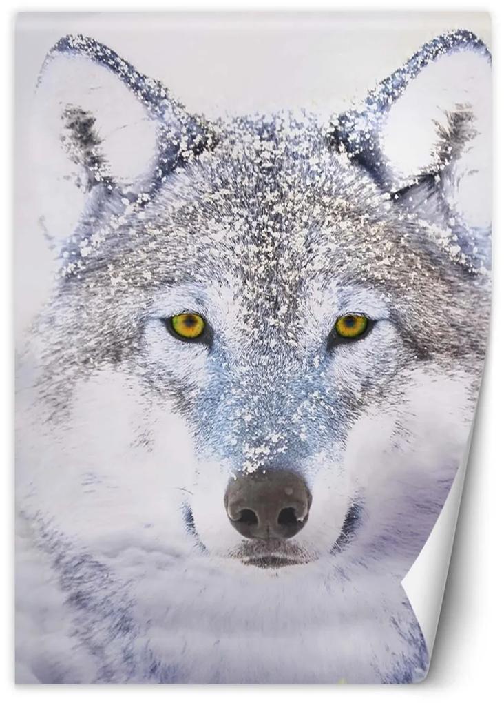 Fototapeta, Portrét vlka v zimě - 100x140 cm