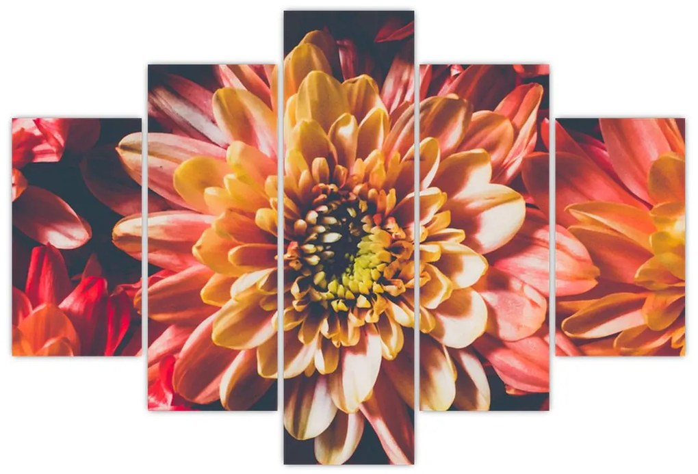 Obraz - Chryzantémy (150x105 cm)