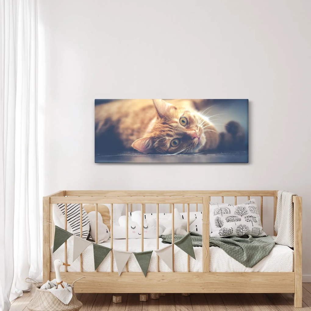 Obraz mačky na podlahe (120x50 cm)