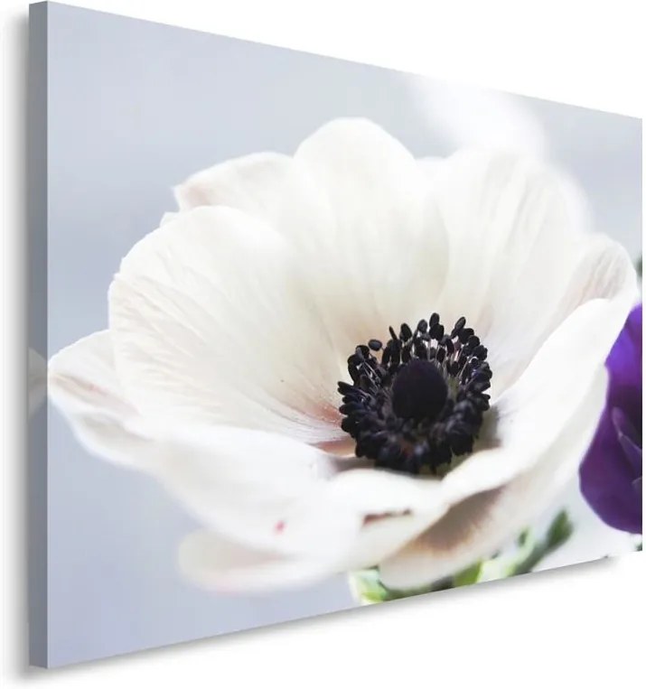 CARO Obraz na plátne - White Anemone On A Gray Background 40x30 cm