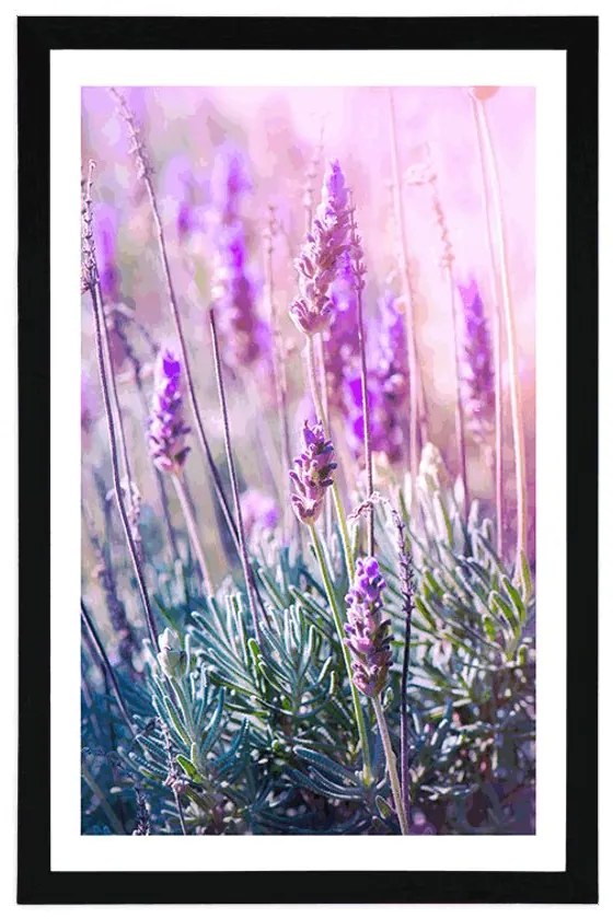 Plagát s paspartou kúzelné kvety levandule - 40x60 white