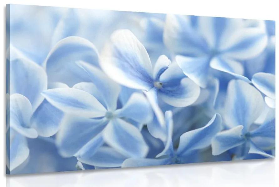 Obraz kvety hortenzie v modrobielom nádychu Varianta: 90x60