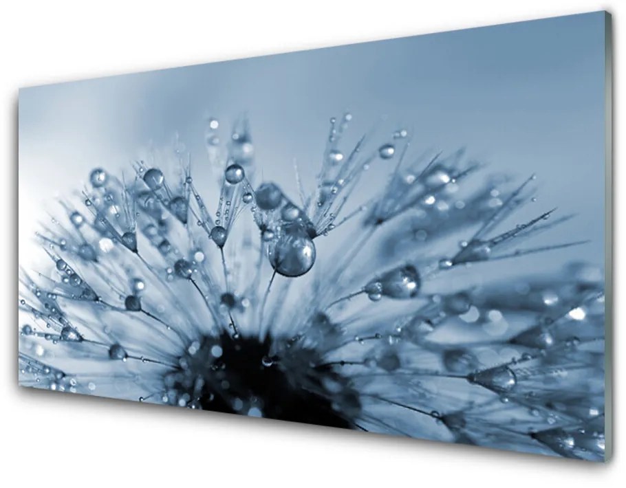 Skleneny obraz Púpava kvet kvapky 140x70cm