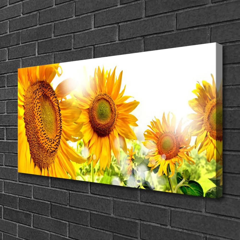 Obraz Canvas Slnečnica kvet rastlina 120x60 cm