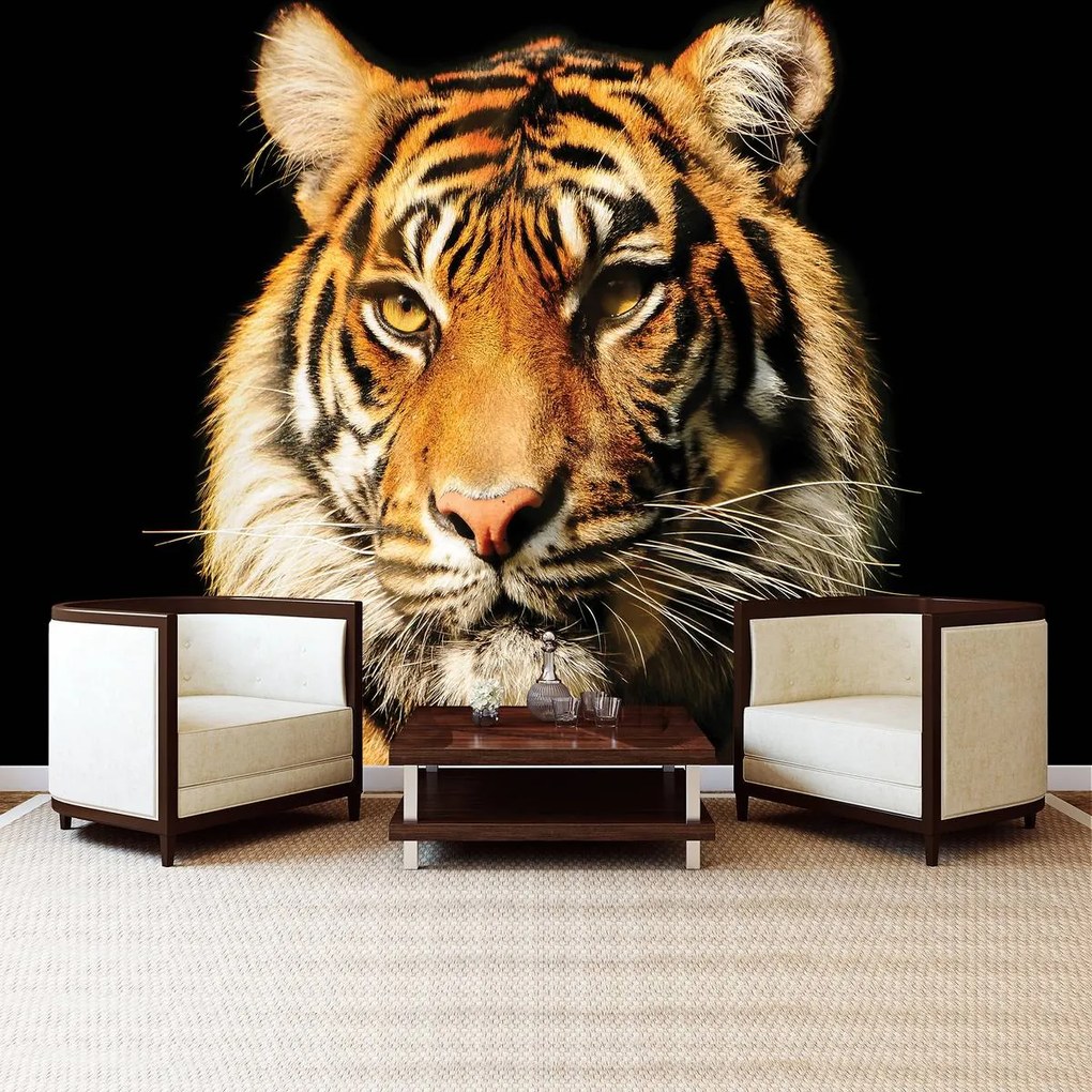 Fototapeta - Majestátny tiger (152,5x104 cm)