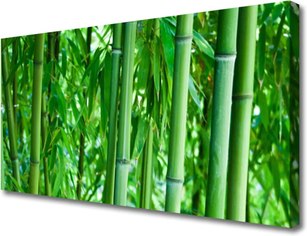 Obraz na plátně Bambus stonek rostlina