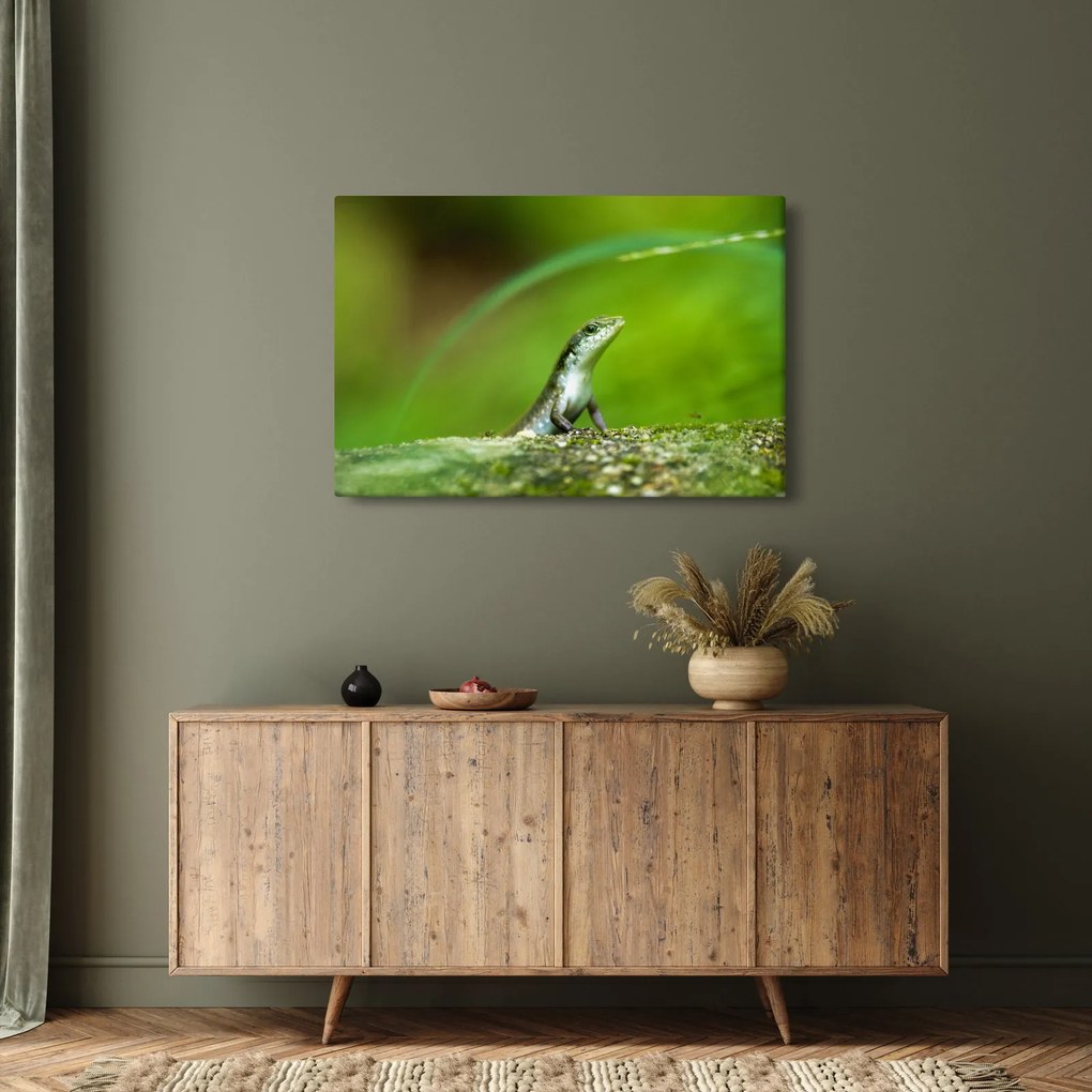 Obraz jašteričky (90x60 cm)