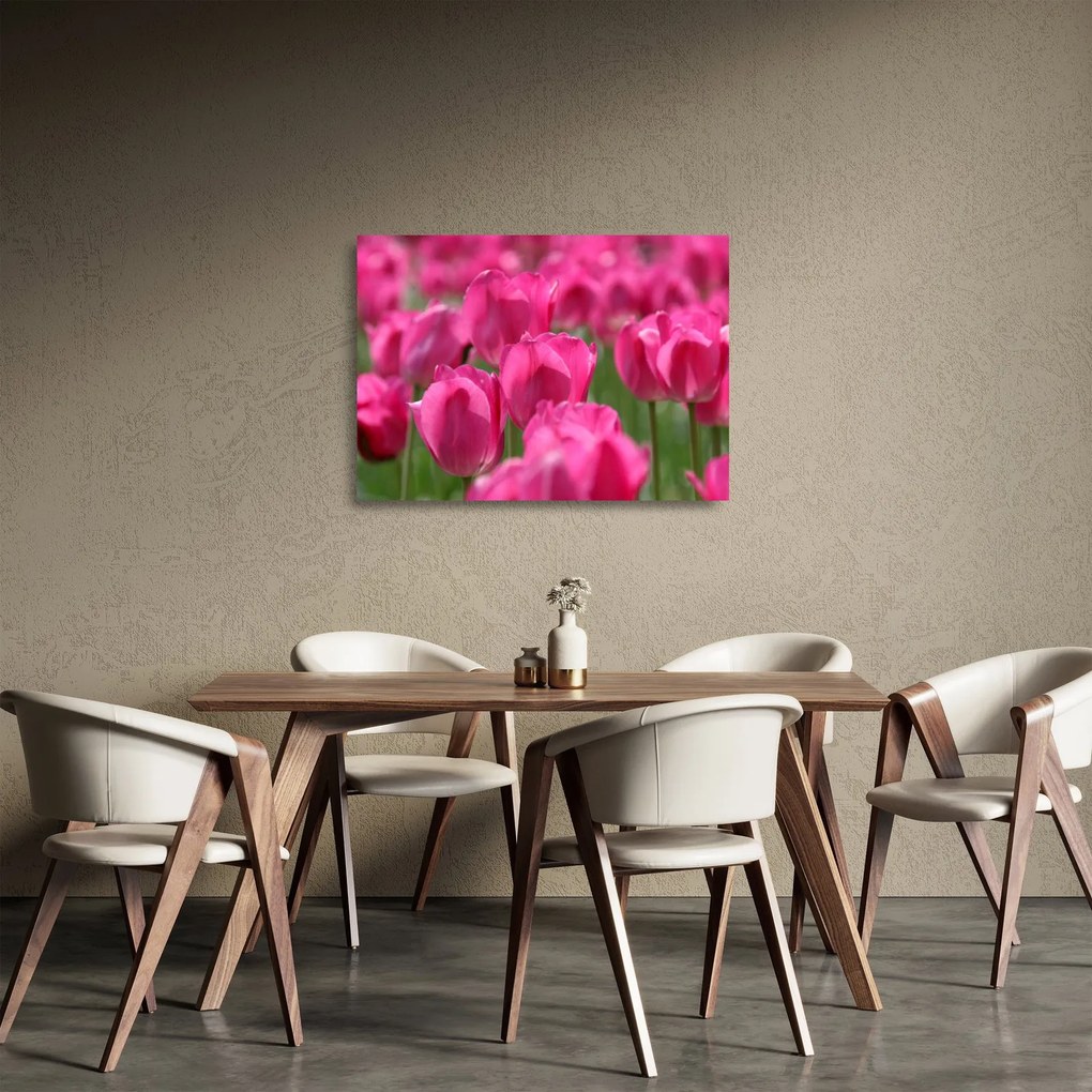 Sklenený obraz - Ružové tulipány (70x50 cm)