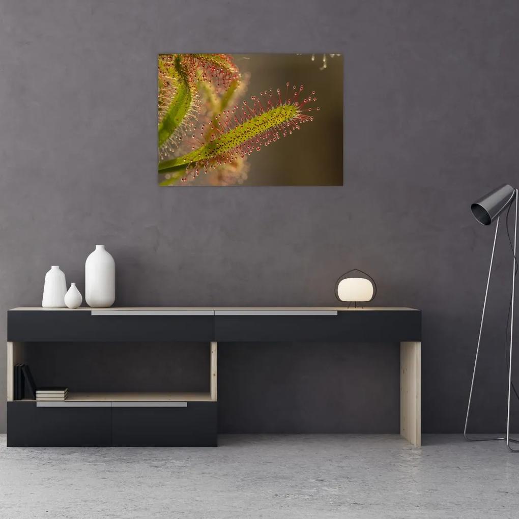 Sklenený obraz rastliny (70x50 cm)