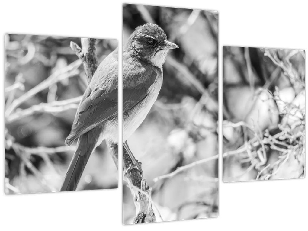 Obraz - Modrý vták v zime (90x60 cm)