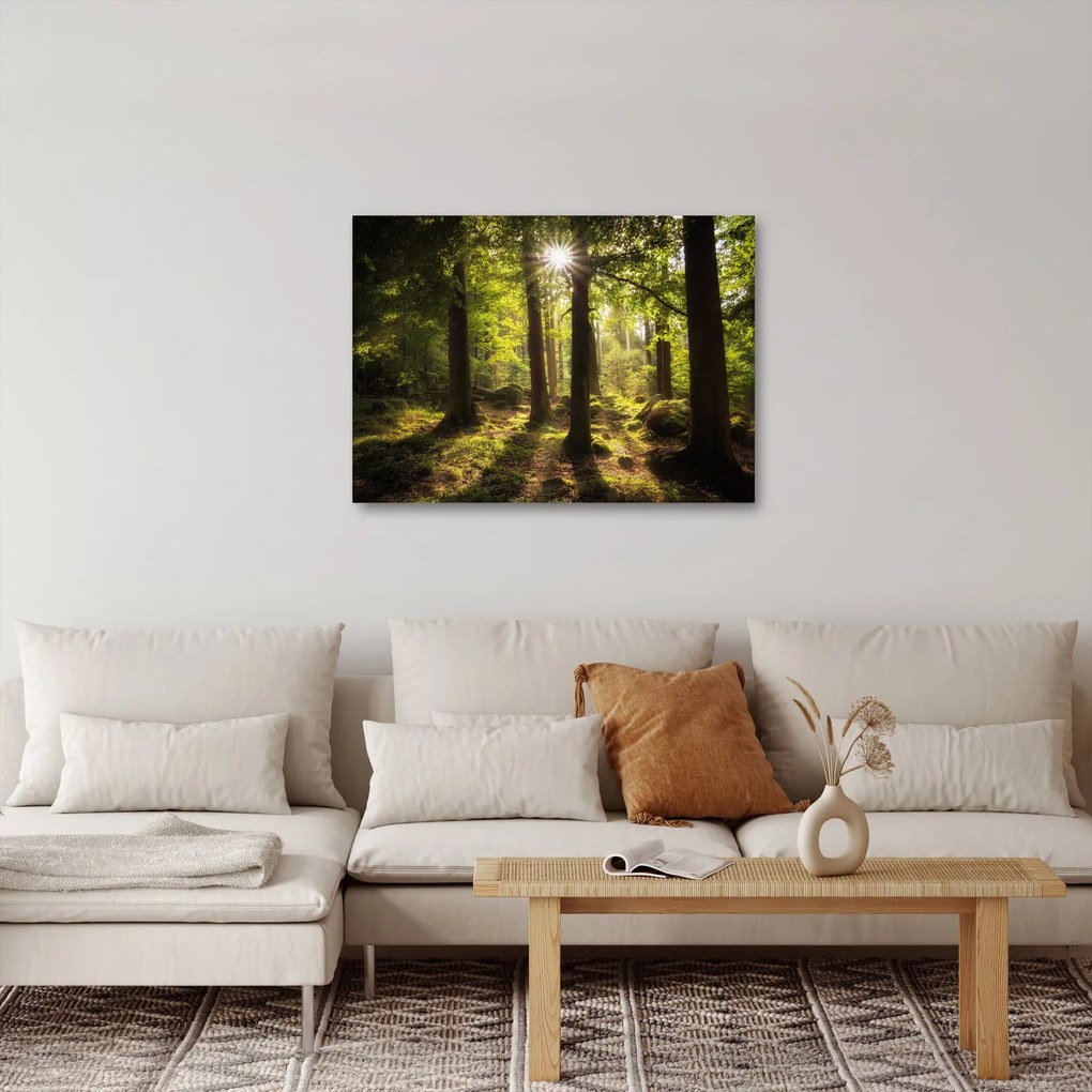 Obraz snového lesa (70x50 cm)