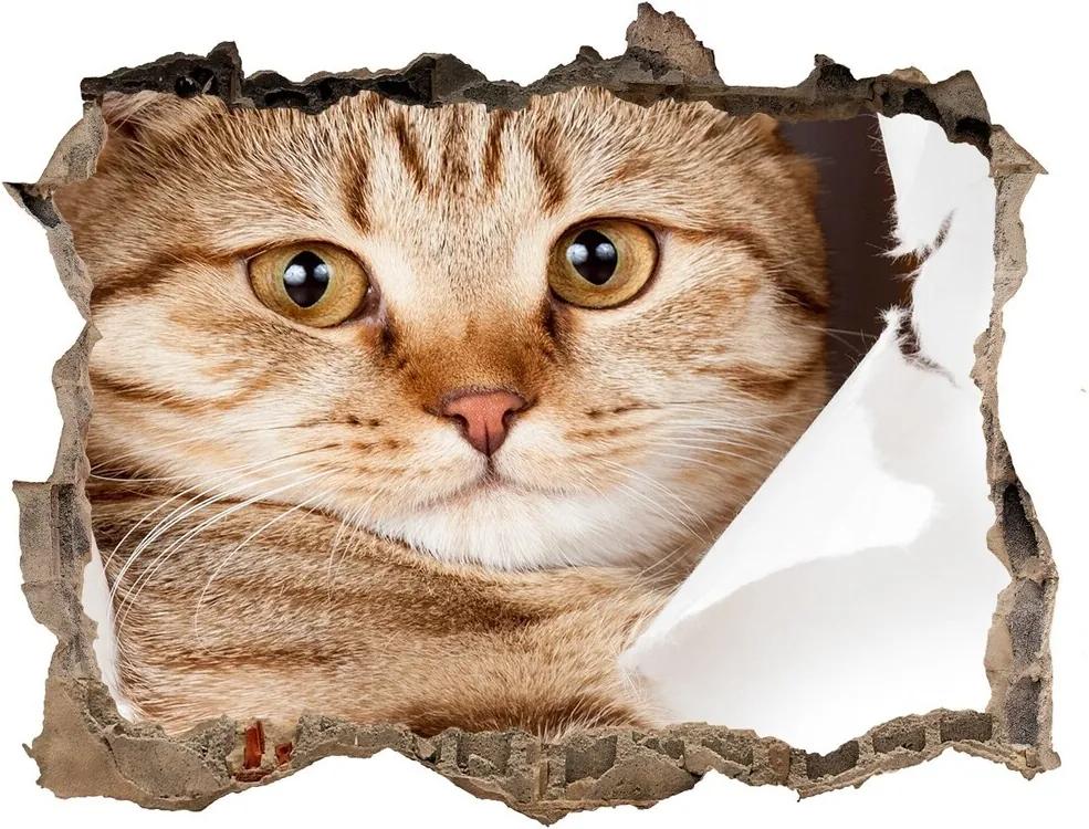 Díra 3D fototapeta na stěnu nálepka Kočka WallHole-95x64-kamien-52539512