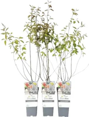 Muchovník Lamarckov FloraSelf Amelanchier lamarckii kvetináč 2 l