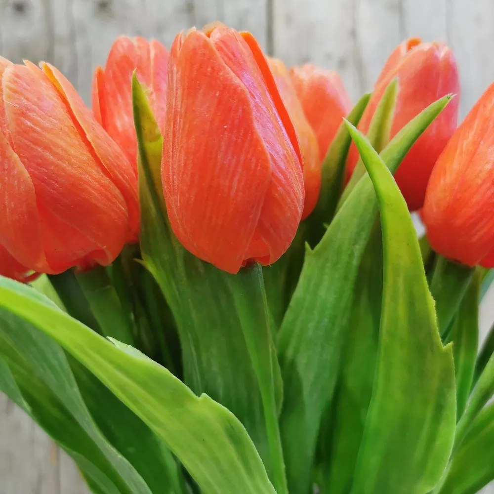 tulipán oranžový jemne bielený 42CM cena za 1ks