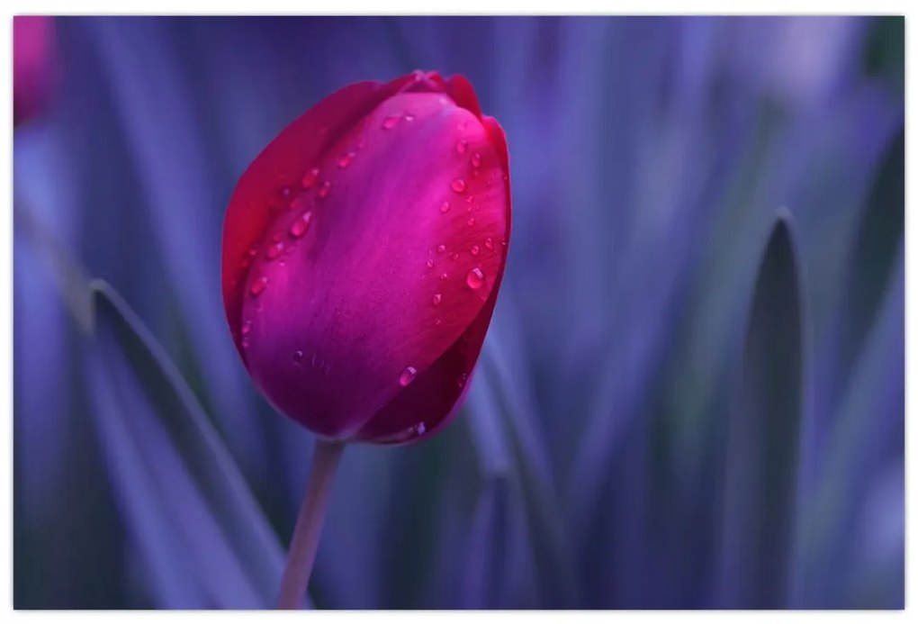 Obraz pupete tulipánu (90x60 cm)