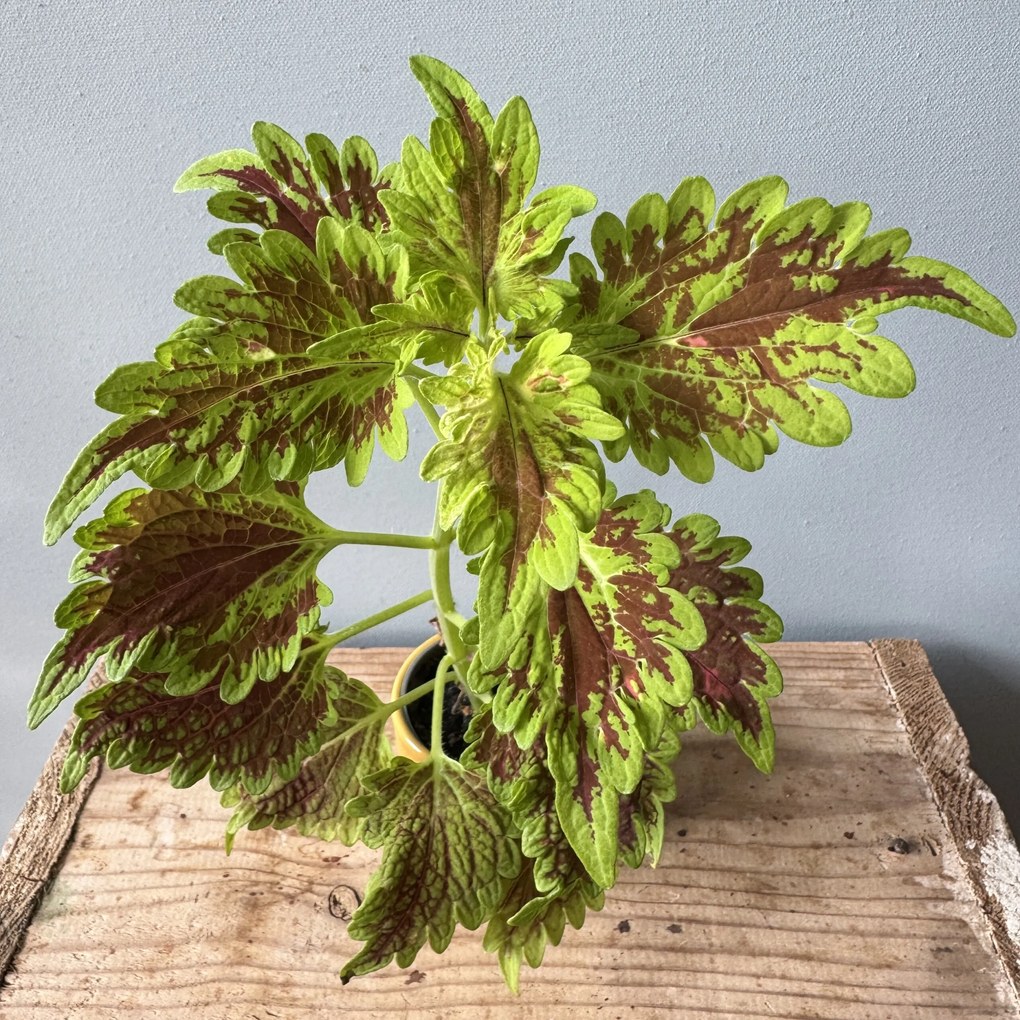 Coleus Africká žihľava Blumei Wizard red baby 5 cm
