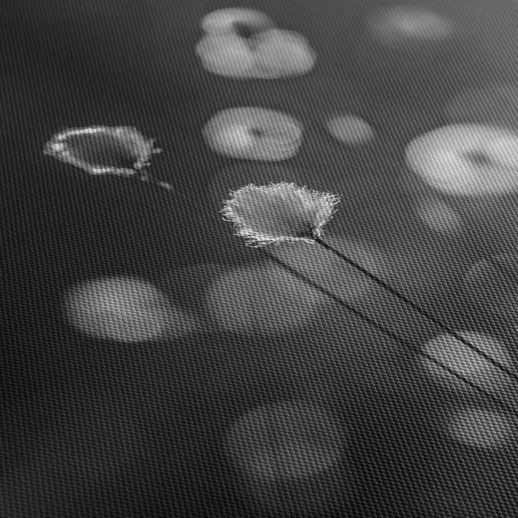 Obraz - Cottongrass na lúke (90x60 cm)