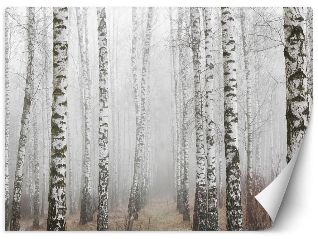 Fototapeta, Březový les v mlze - 254x184 cm
