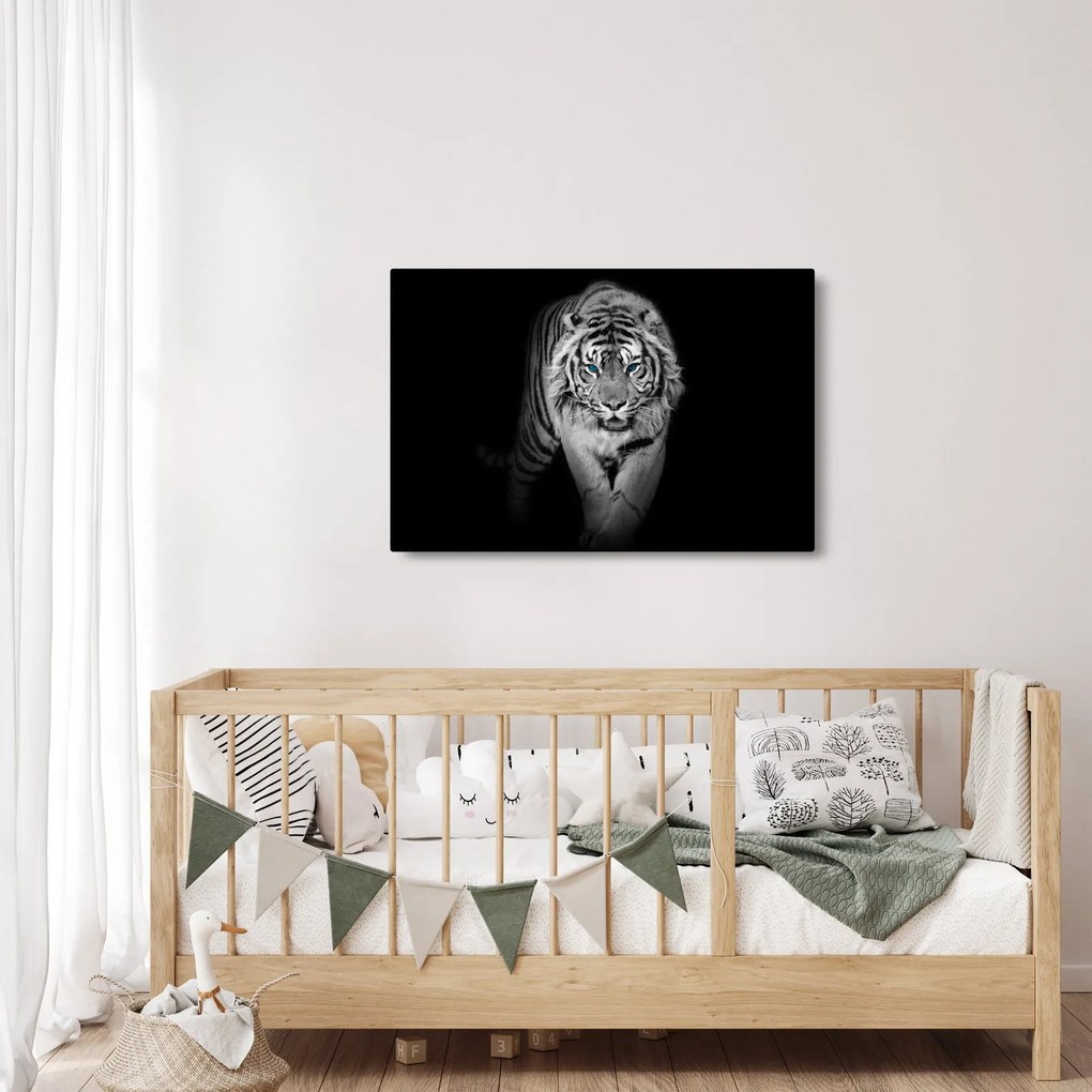 Obraz - Tiger s modrými očami (90x60 cm)