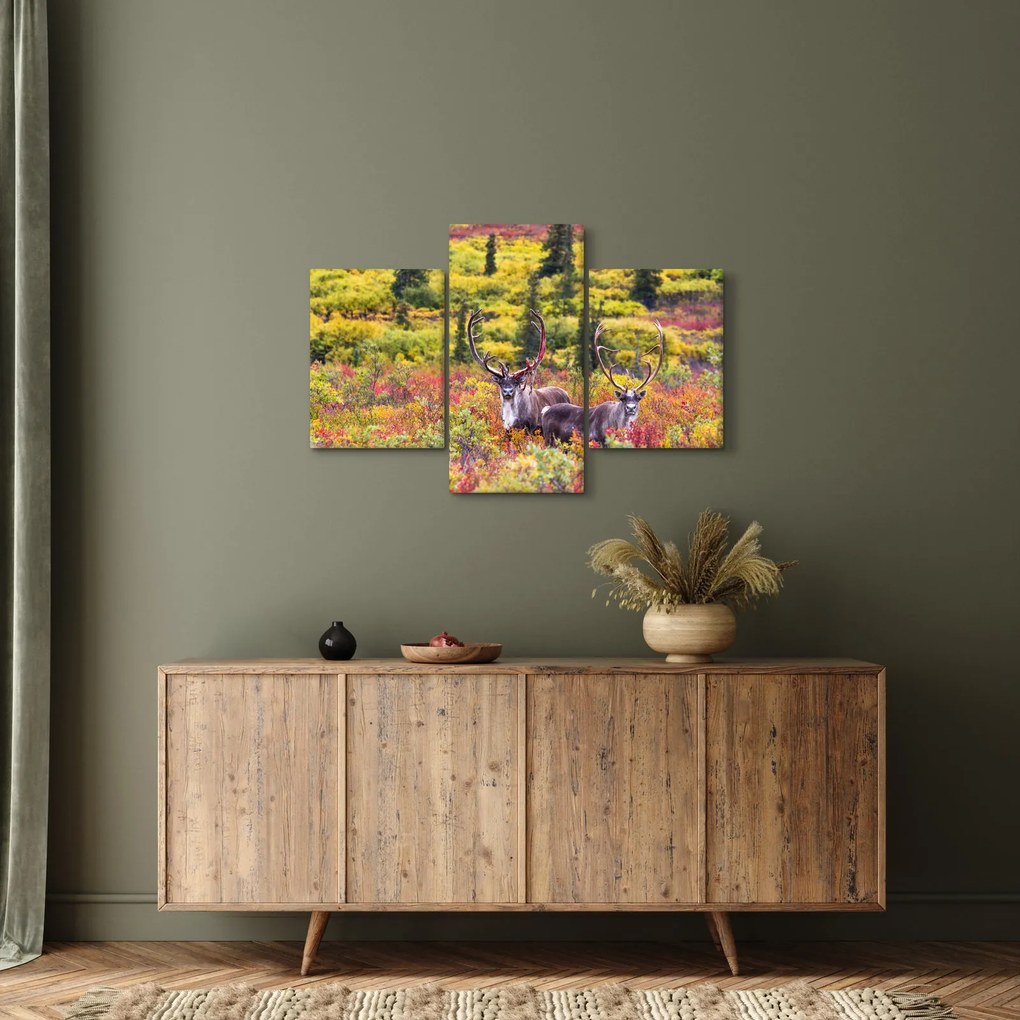 Obraz - Karibu na Aljaške (90x60 cm)
