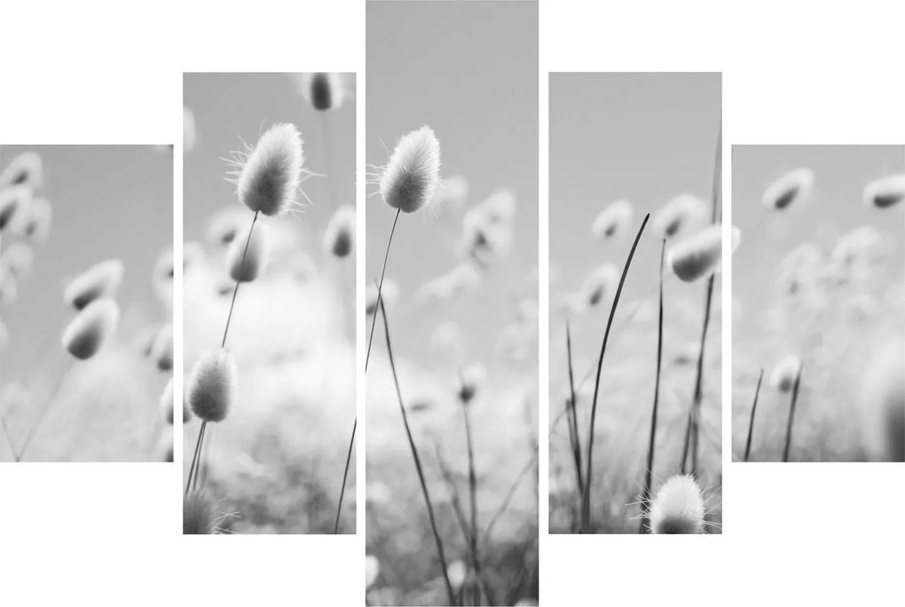 Obraz - Boho bunny tail grass (150x105 cm)