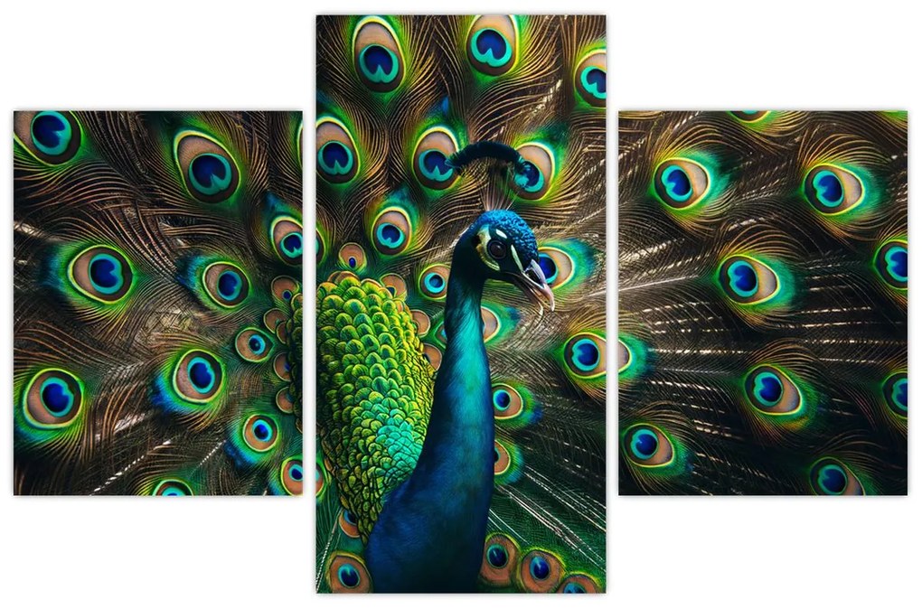 Obraz – Páv (90x60 cm)