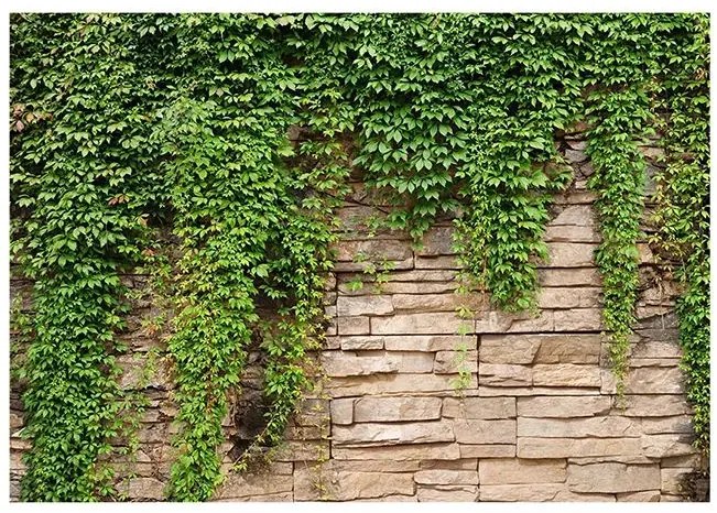 Fototapeta - Ivy wall Veľkosť: 100x70, Verzia: Standard