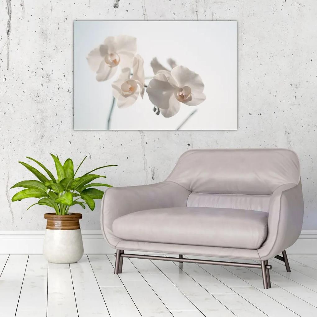 Obraz bielej orchidey (90x60 cm)