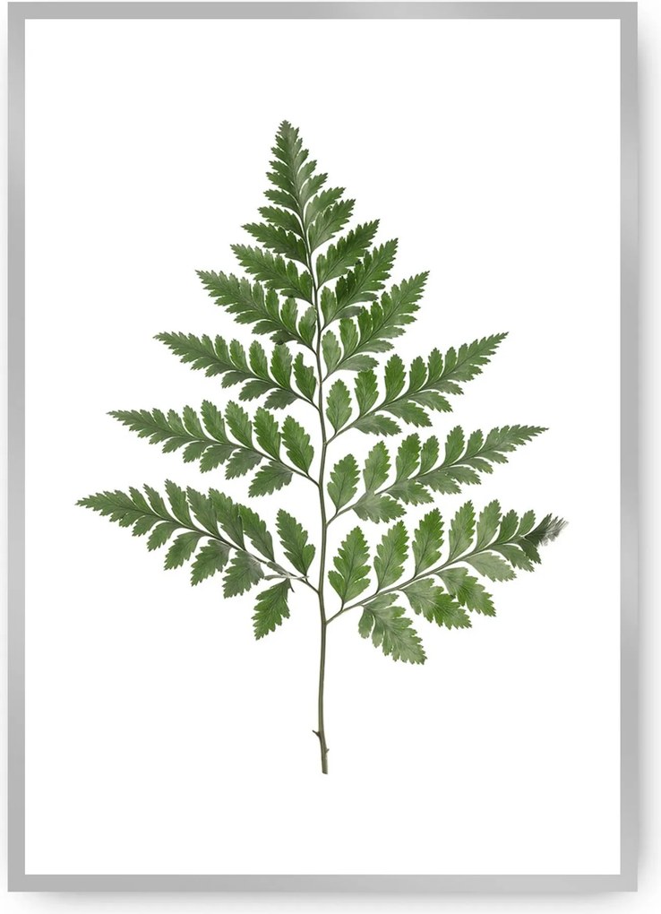 Plagát Fern Green