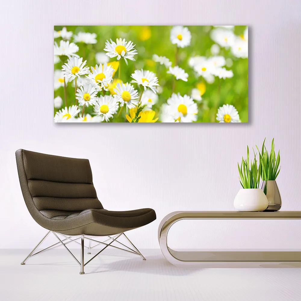Obraz plexi Sedmokráska kvet rastlina 120x60 cm