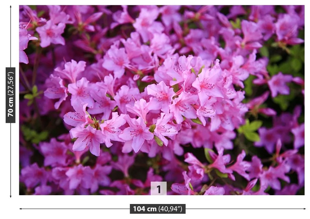 Fototapeta Vliesová Rhododendron ružový 104x70 cm