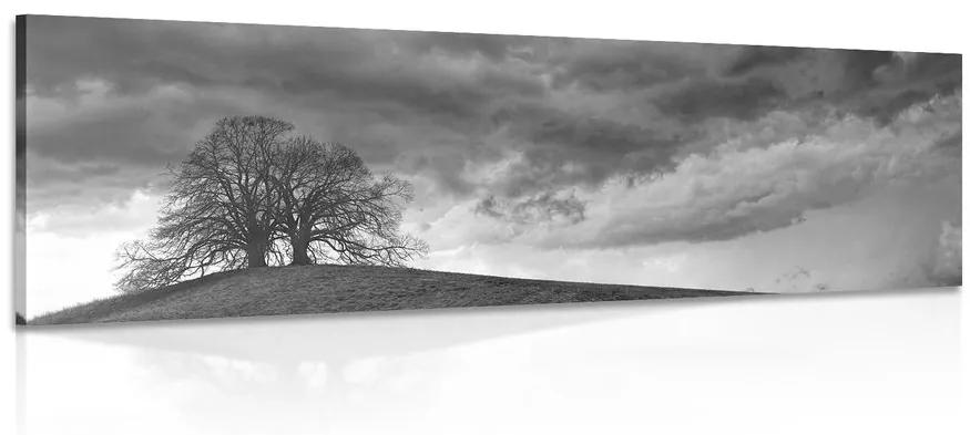 Obraz čiernobiele osamelé stromy Varianta: 120x40