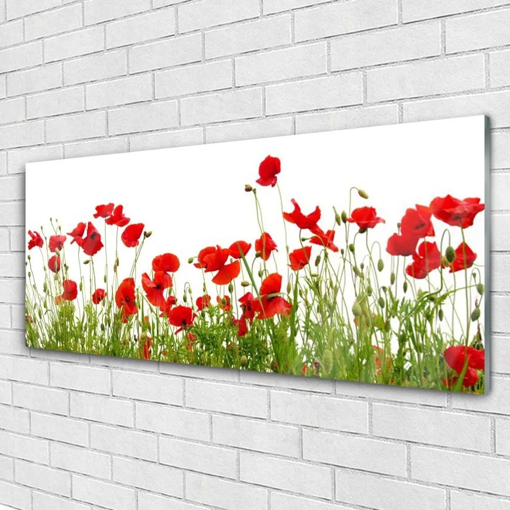 Obraz plexi Lúka maky kvety príroda 125x50 cm