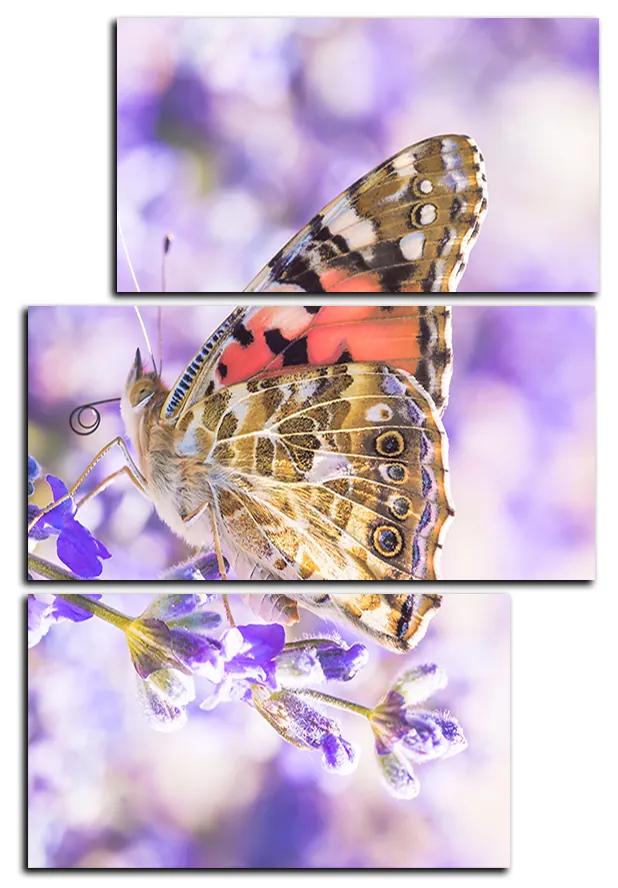 Obraz na plátne - Motýľ na levandule - obdĺžnik 7221D (120x80 cm)