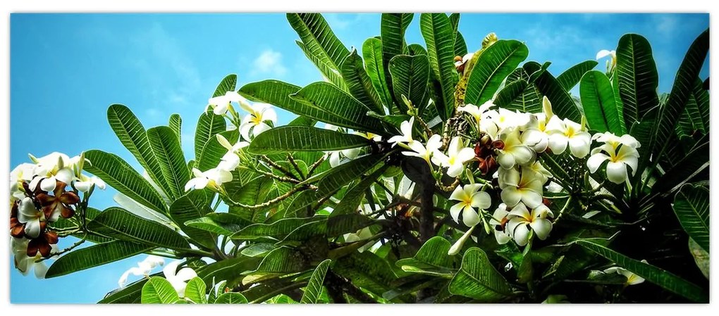 Obraz - Plumeria (120x50 cm)