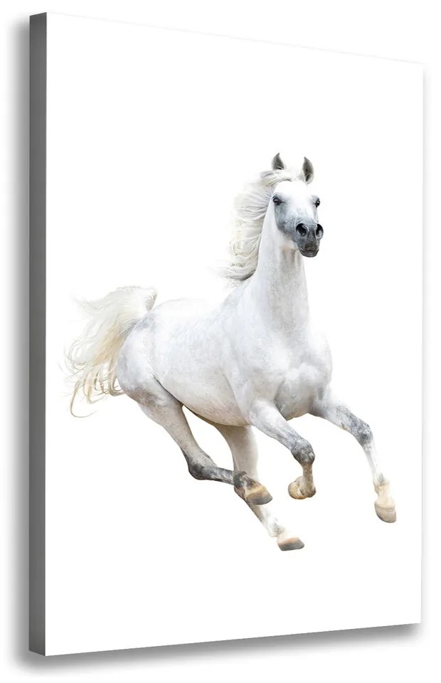 Foto obraz na plátne Biely kôň cval pl-oc-70x100-f-99028092